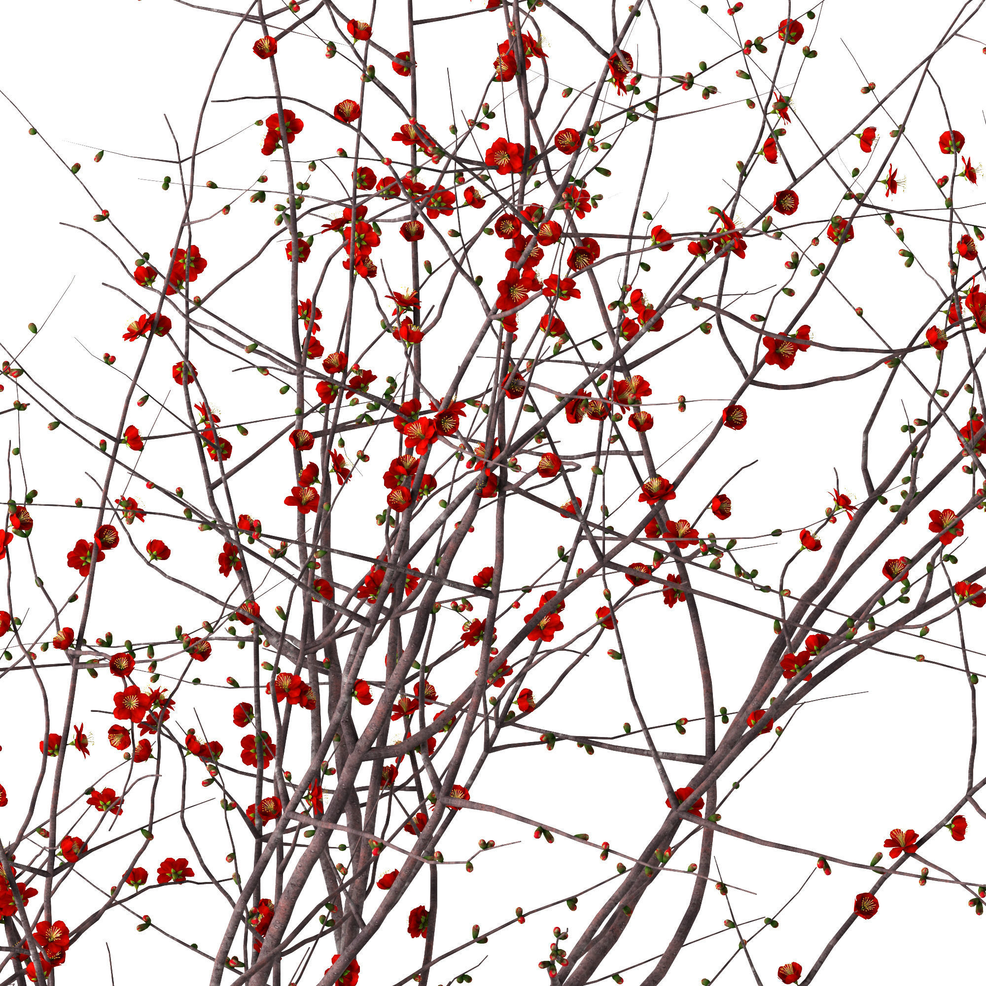 Griffe Montenapoleone vases with flowers 3D model_4