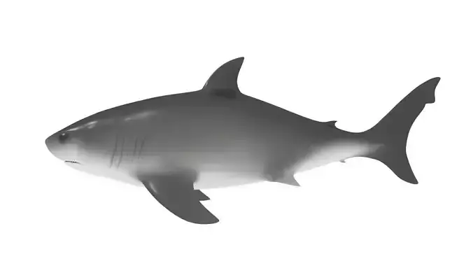 Shark Rigged 3D model