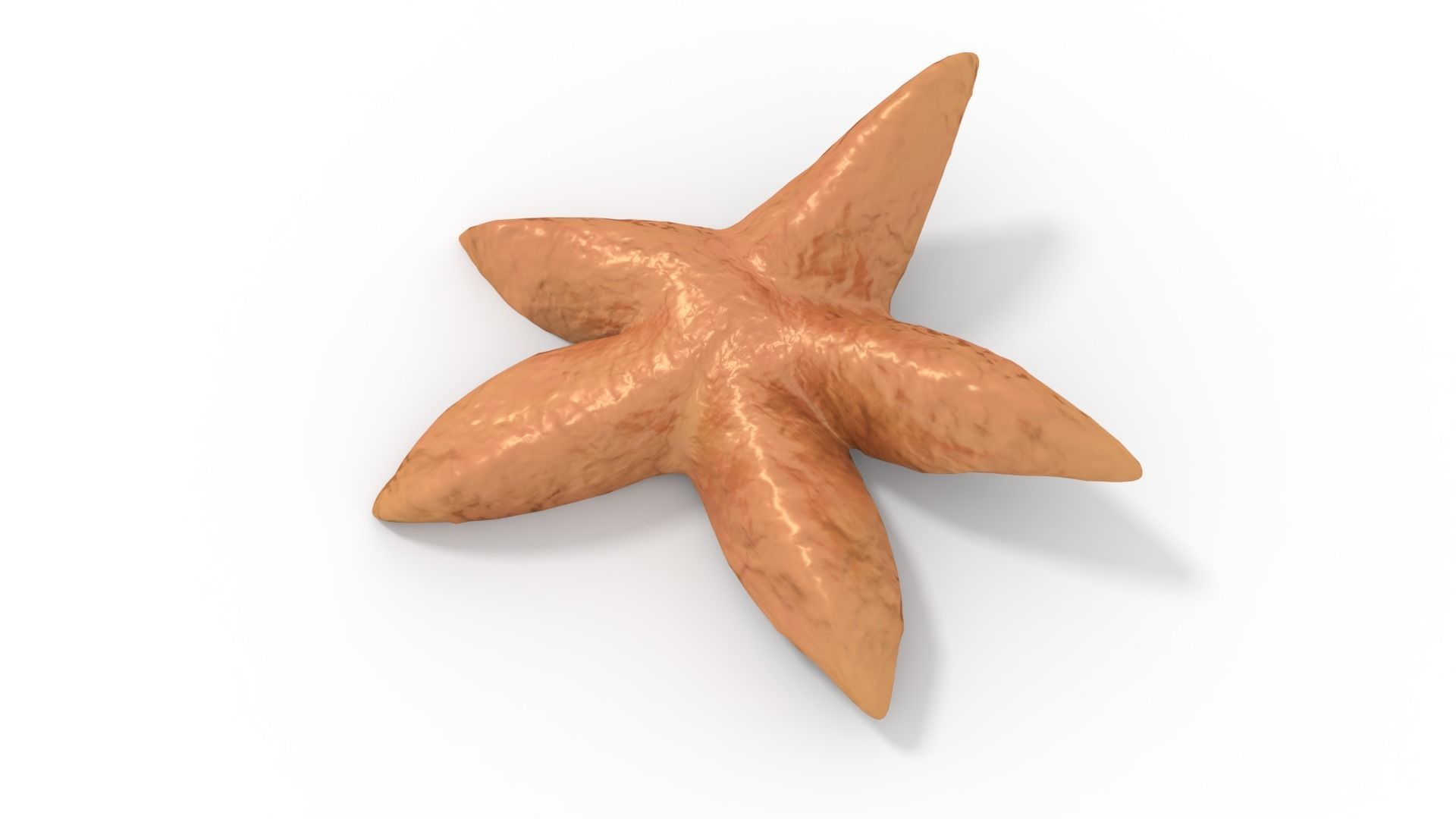 Starfish Rigged 3D model_1