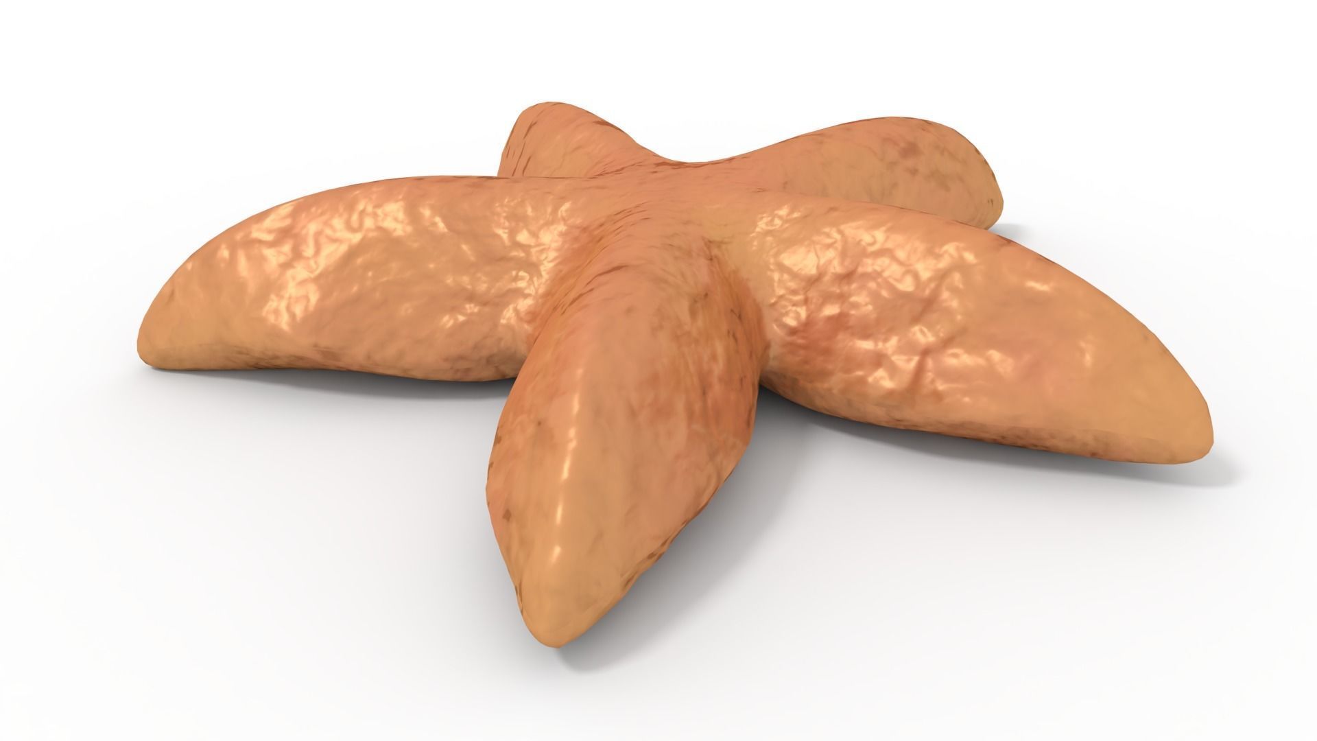 Starfish Rigged 3D model_2