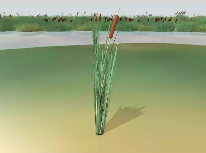 Reeds - Object 12 Low-poly 3D model