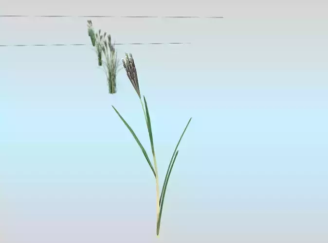 Reeds - Object 15 Low-poly 3D model