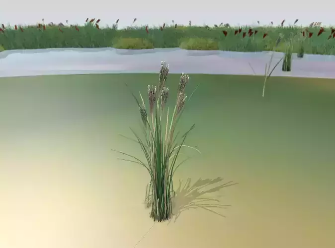 Reeds - Object 16 Low-poly 3D model
