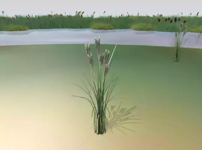 Reeds - Object 17 Low-poly 3D model