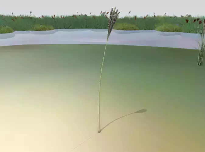 Reeds - Object 18 Low-poly 3D model