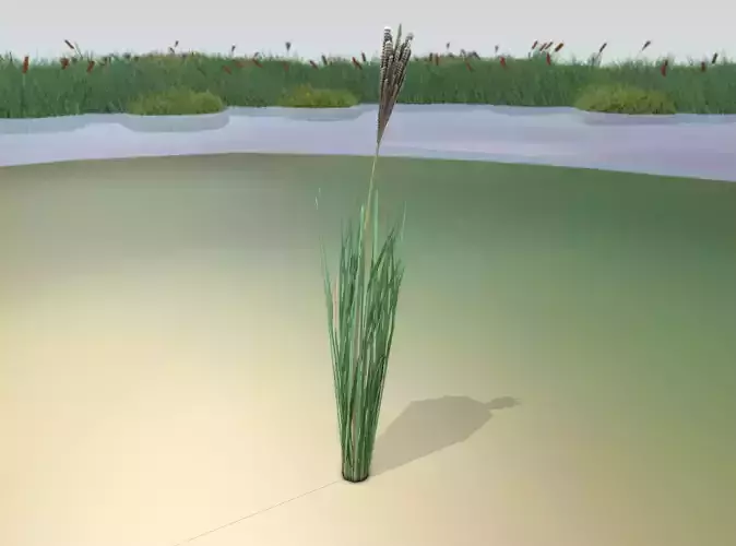 Reeds - Object 20 Low-poly 3D model