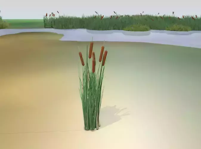 Reeds - Object 24 Low-poly 3D model
