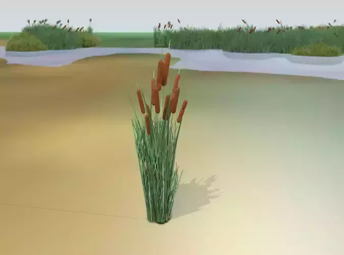 Reeds - Object 26 Low-poly 3D model