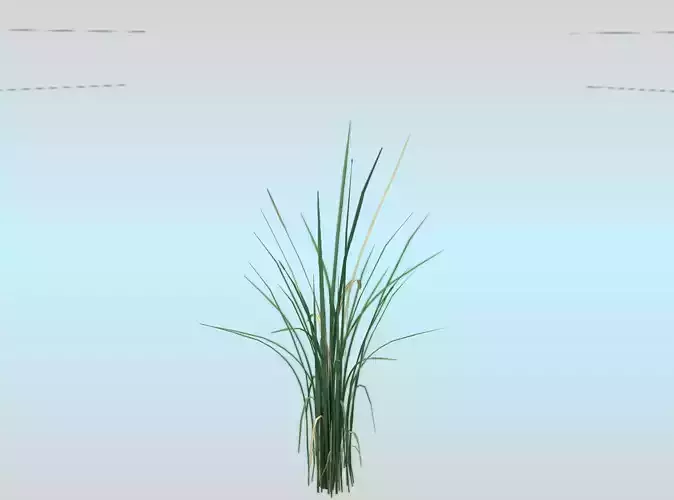 Reeds - Object 40