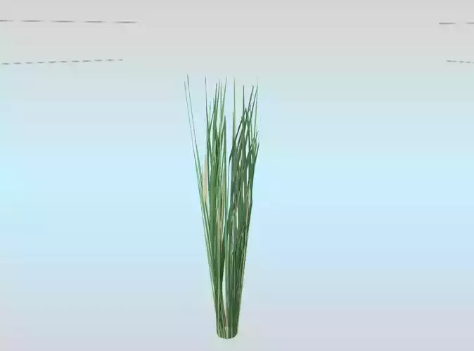 Reeds - Object 41