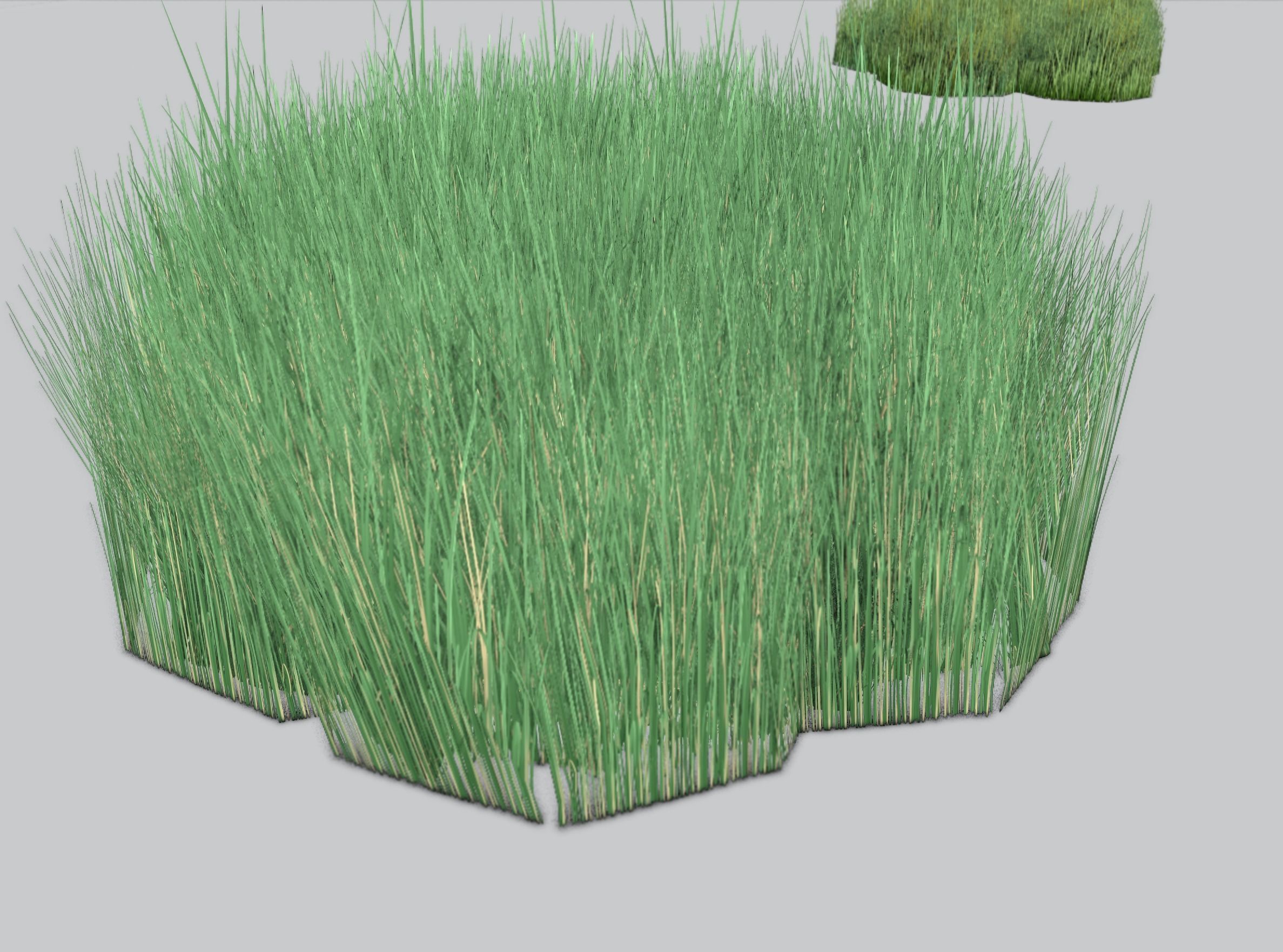 Reeds - Object 55 Low-poly 3D model_35