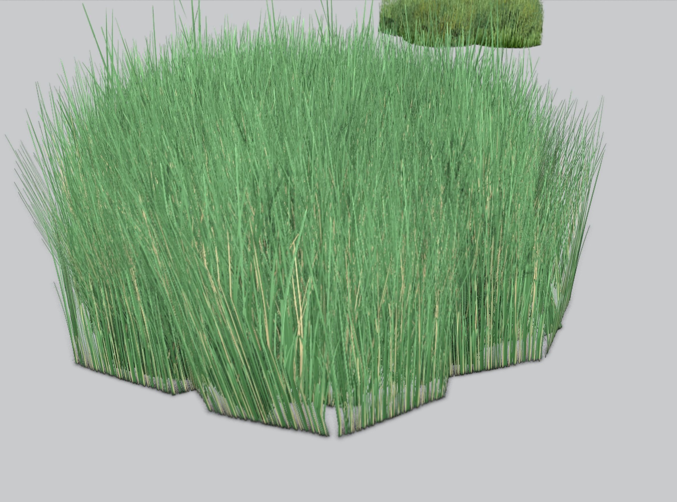 Reeds - Object 55 Low-poly 3D model_34