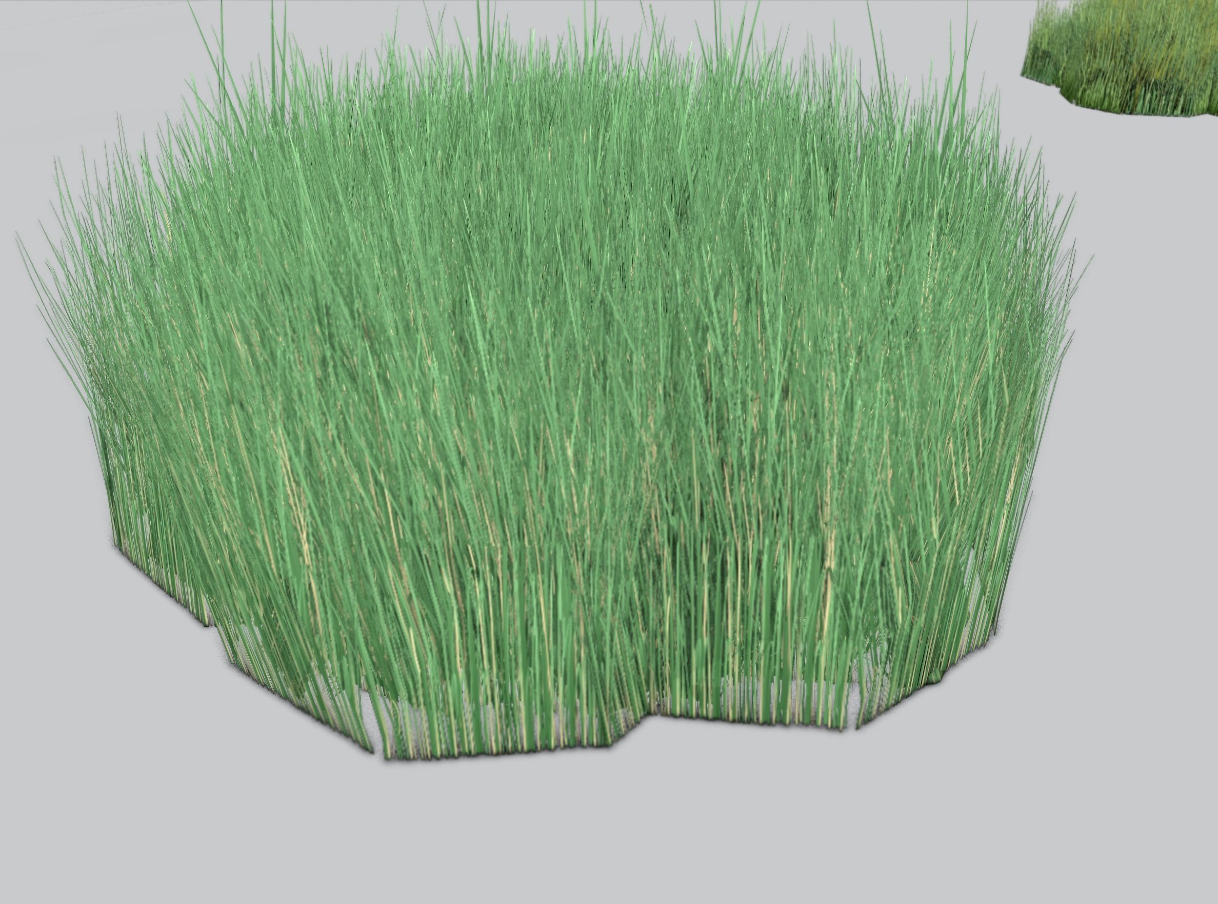 Reeds - Object 55 Low-poly 3D model_37