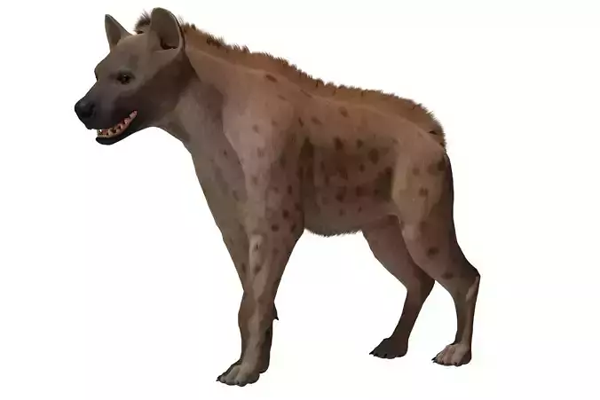 Hyena  Low-poly 3D model