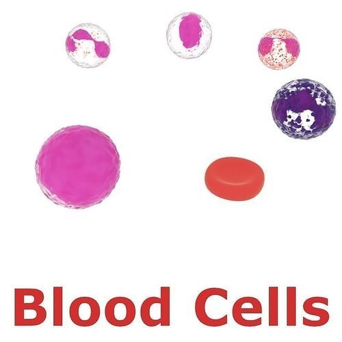 Blood Cells Low-poly 3D model