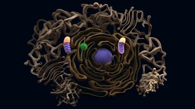 Animal Cell  structure  3D model 3D model