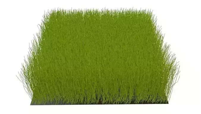 Grass