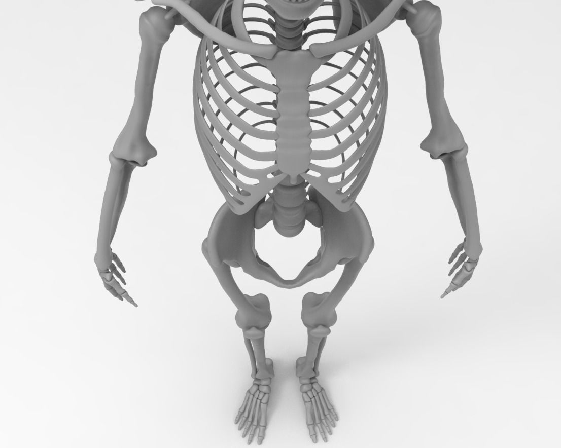 Skeleton low poly and high poly 3D model Low-poly 3D model_7