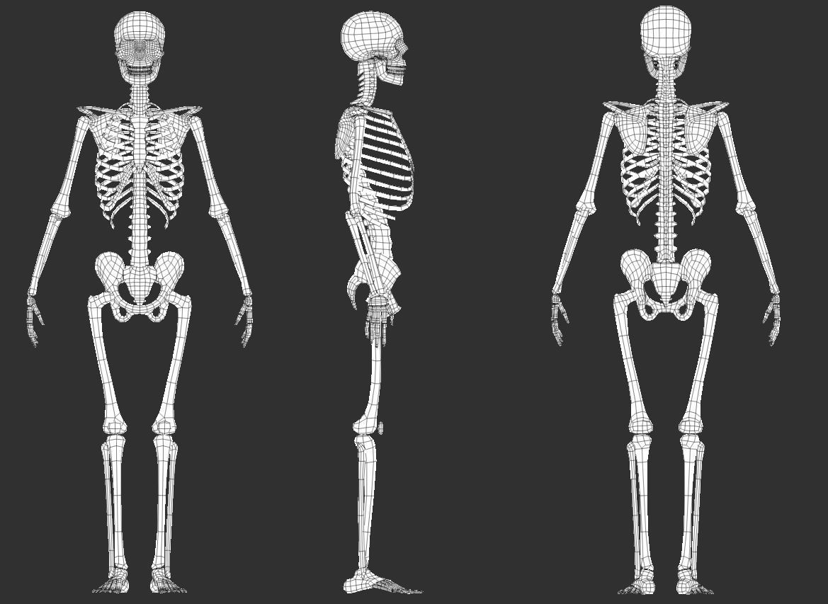 Skeleton low poly and high poly 3D model Low-poly 3D model_5