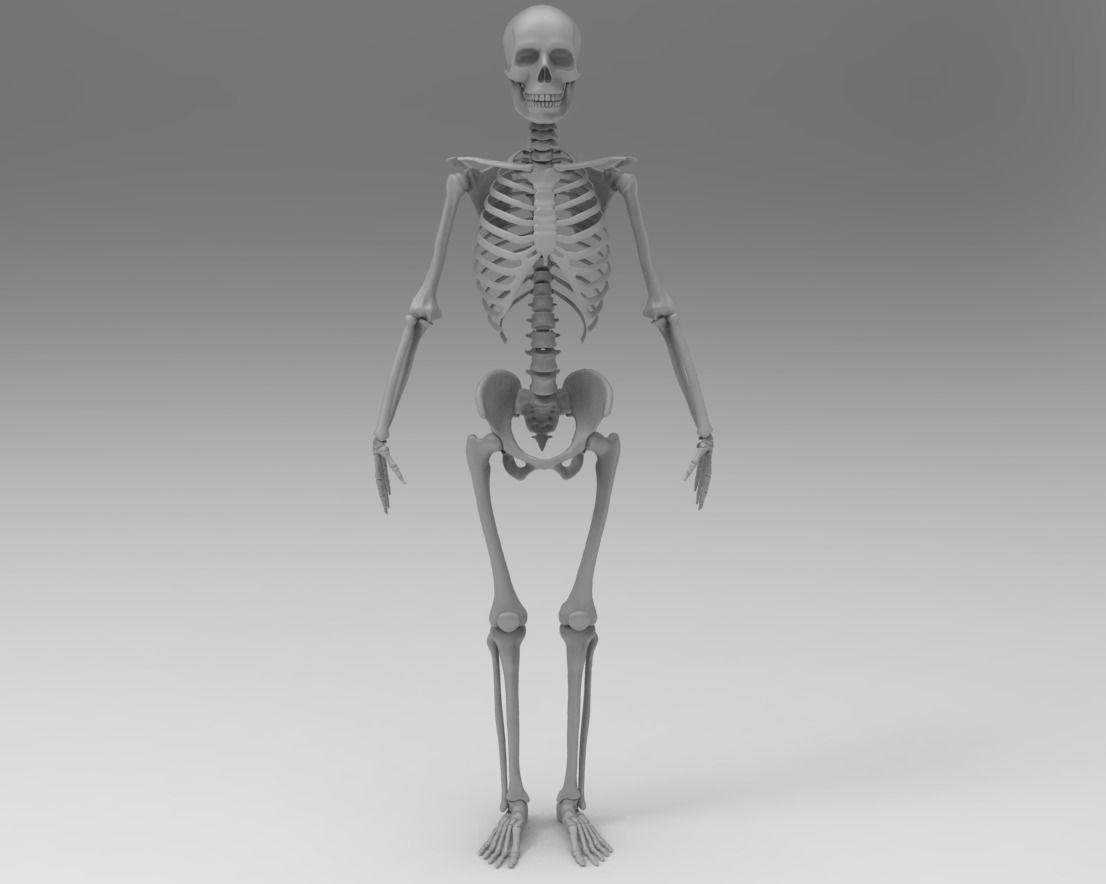 Skeleton low poly and high poly 3D model Low-poly 3D model_6