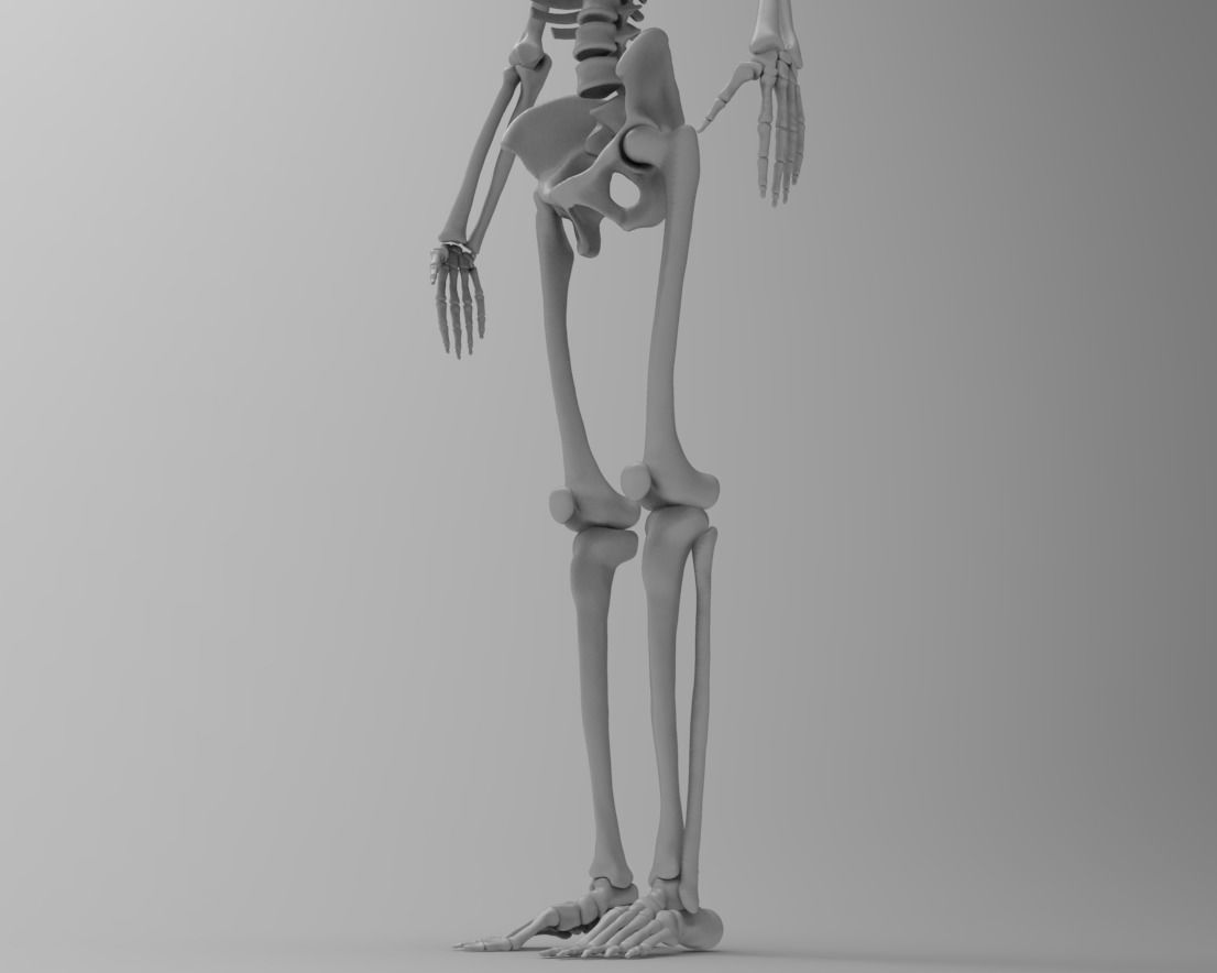 Skeleton low poly and high poly 3D model Low-poly 3D model_11