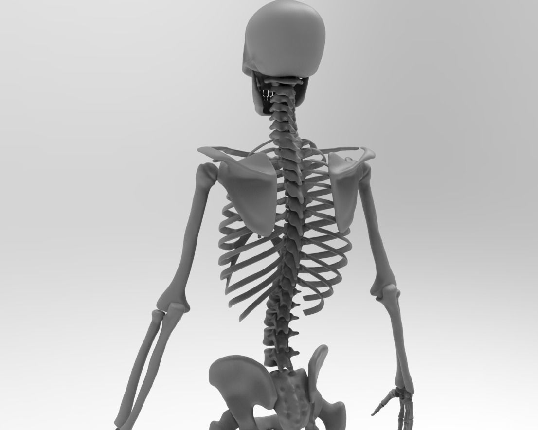 Skeleton low poly and high poly 3D model Low-poly 3D model_9