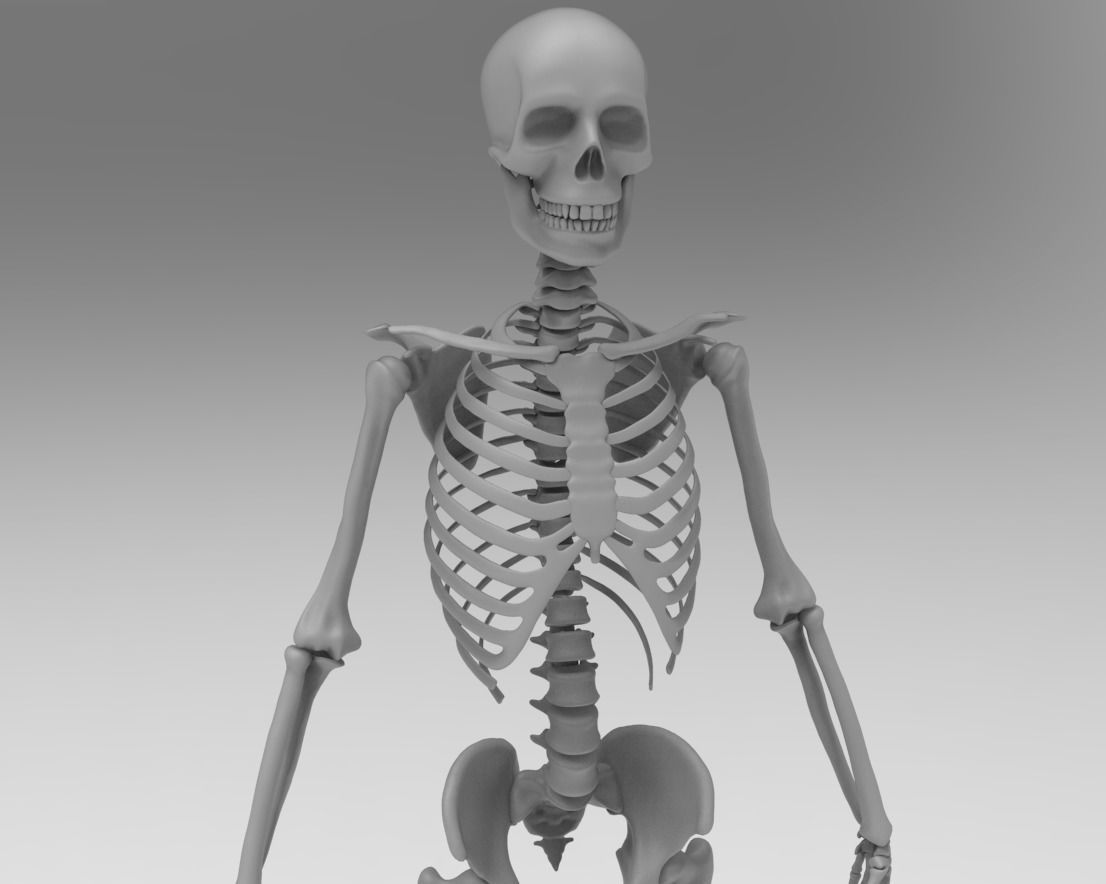 Skeleton low poly and high poly 3D model Low-poly 3D model_0