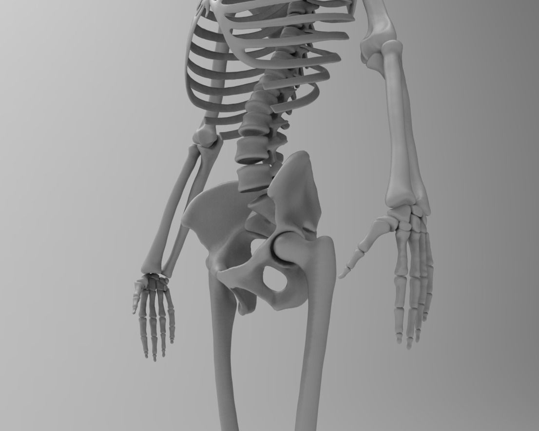 Skeleton low poly and high poly 3D model Low-poly 3D model_10