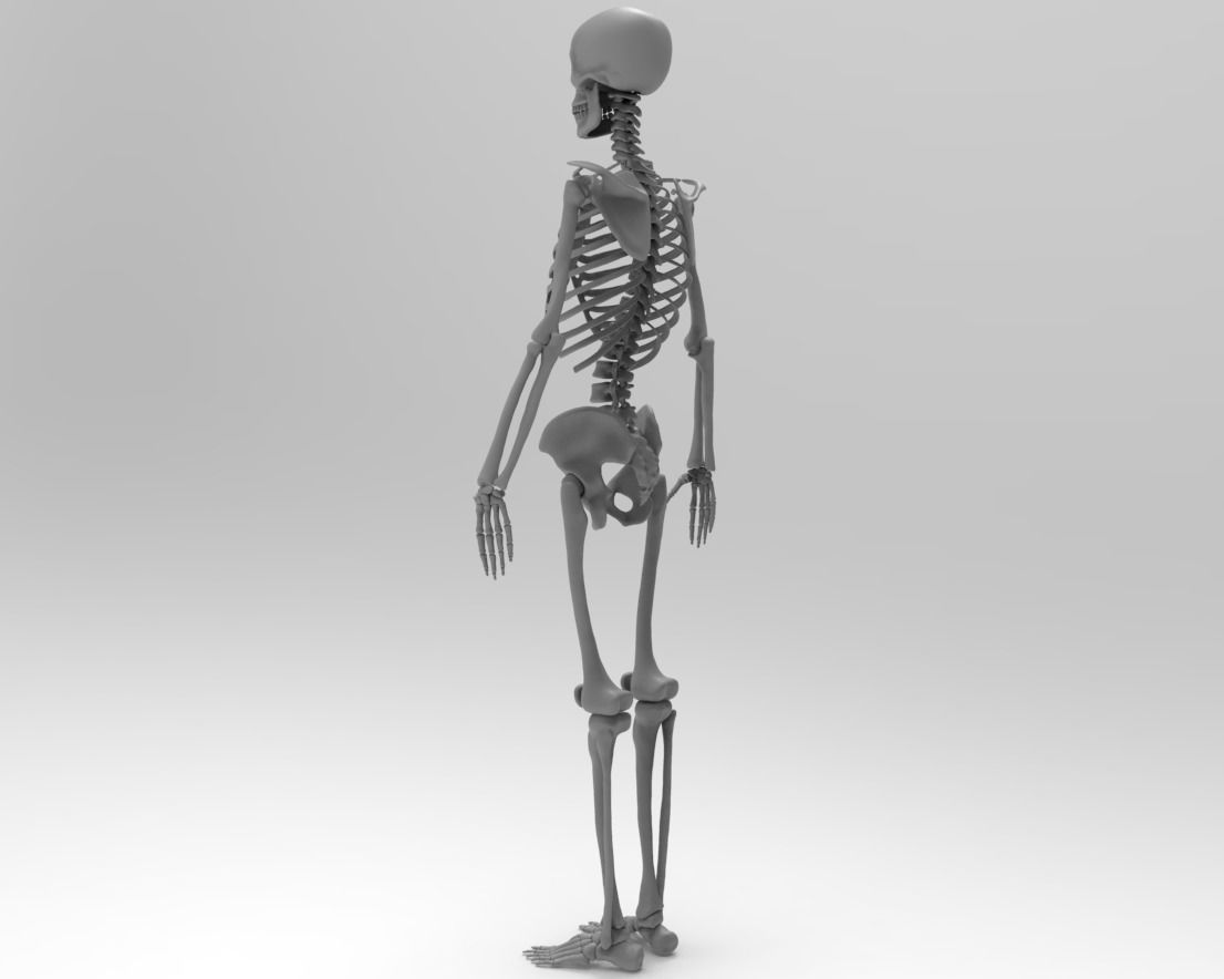Skeleton low poly and high poly 3D model Low-poly 3D model_8