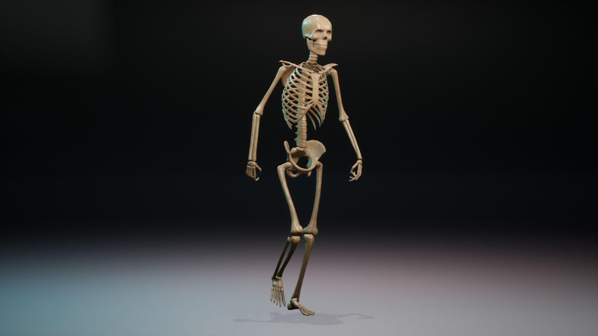 Skeleton low poly and high poly 3D model Low-poly 3D model_16