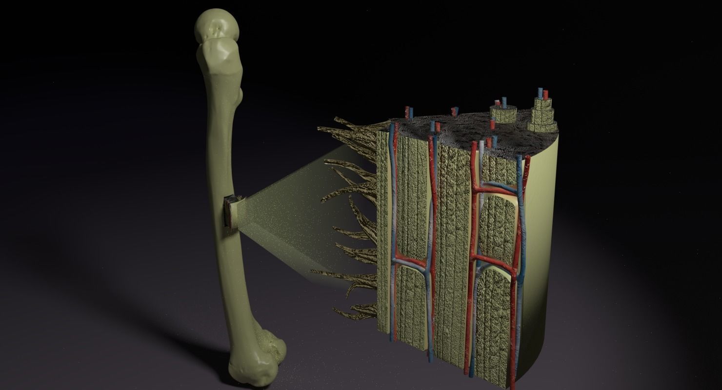 bone histology anatomy 3D model_5