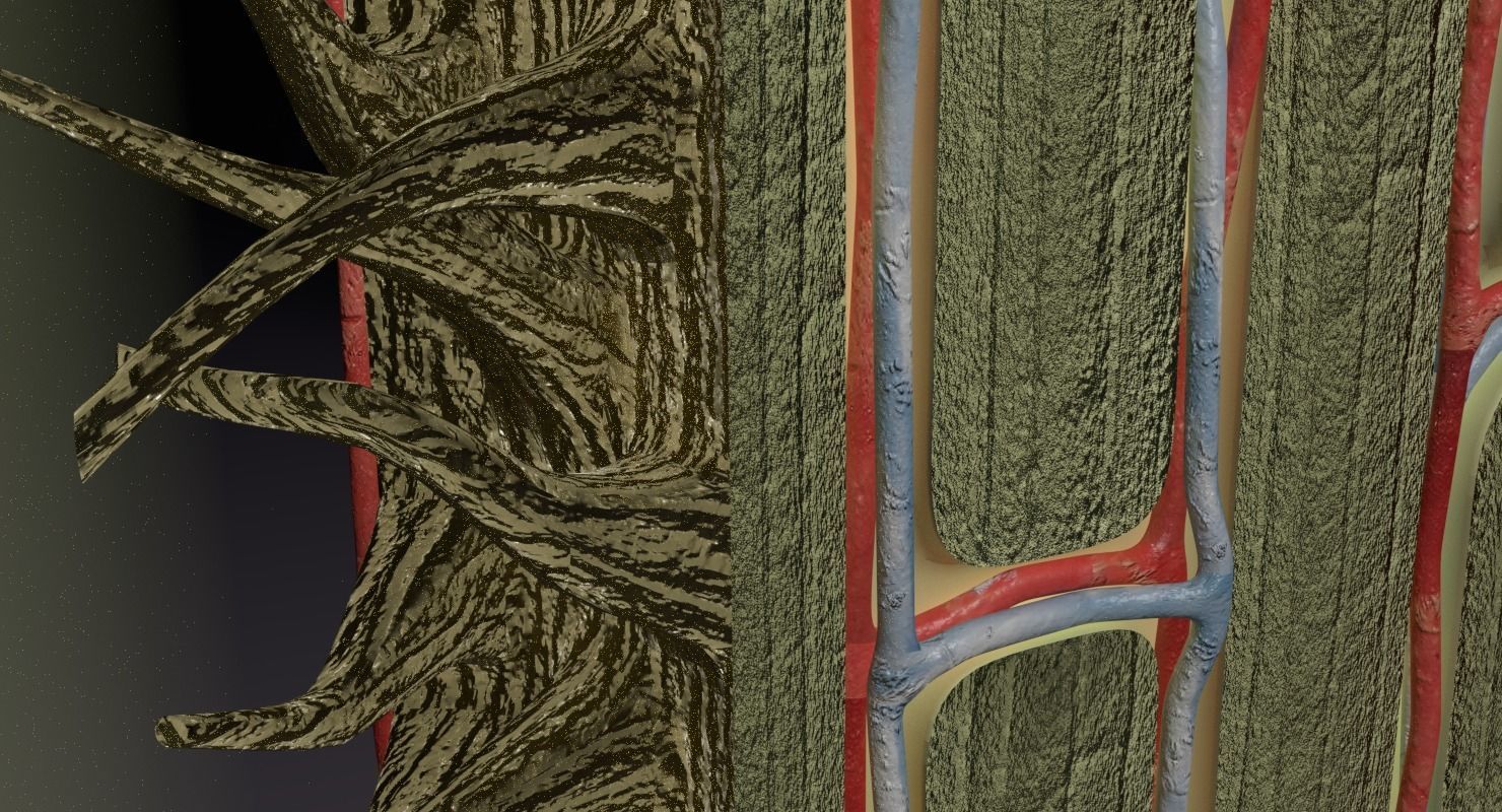 bone histology anatomy 3D model_20