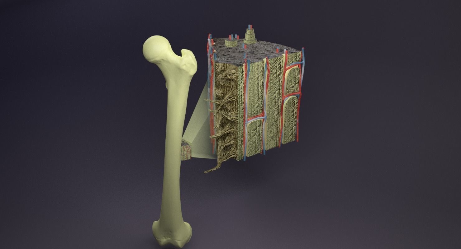 bone histology anatomy 3D model_33