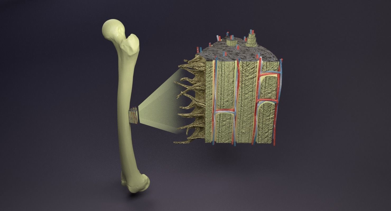 bone histology anatomy 3D model_22