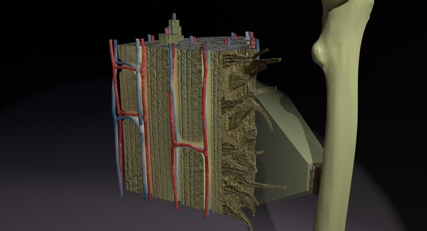 bone histology anatomy 3D model_7