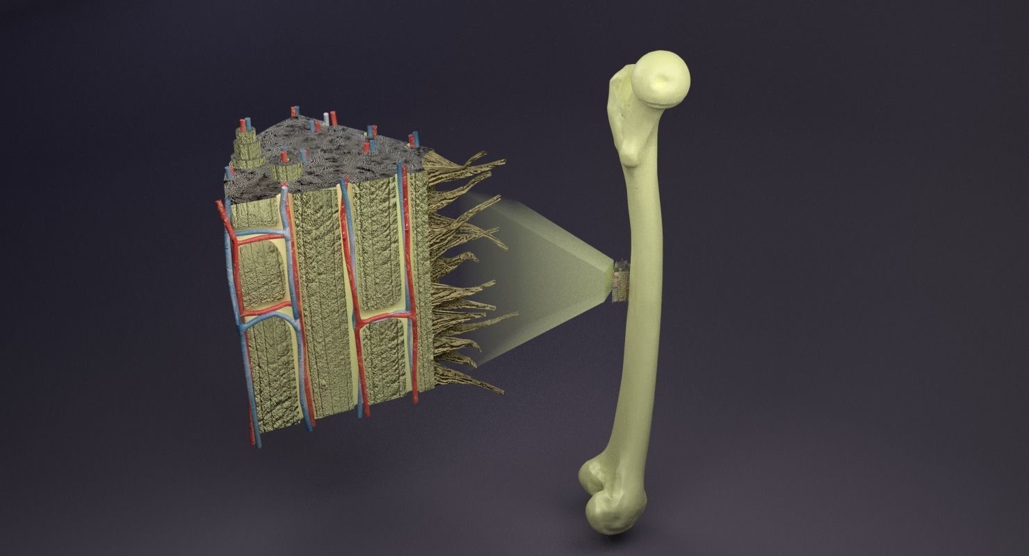 bone histology anatomy 3D model_3