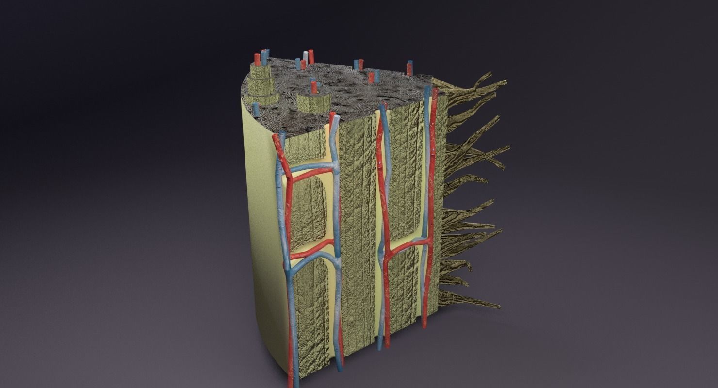 bone histology anatomy 3D model_23