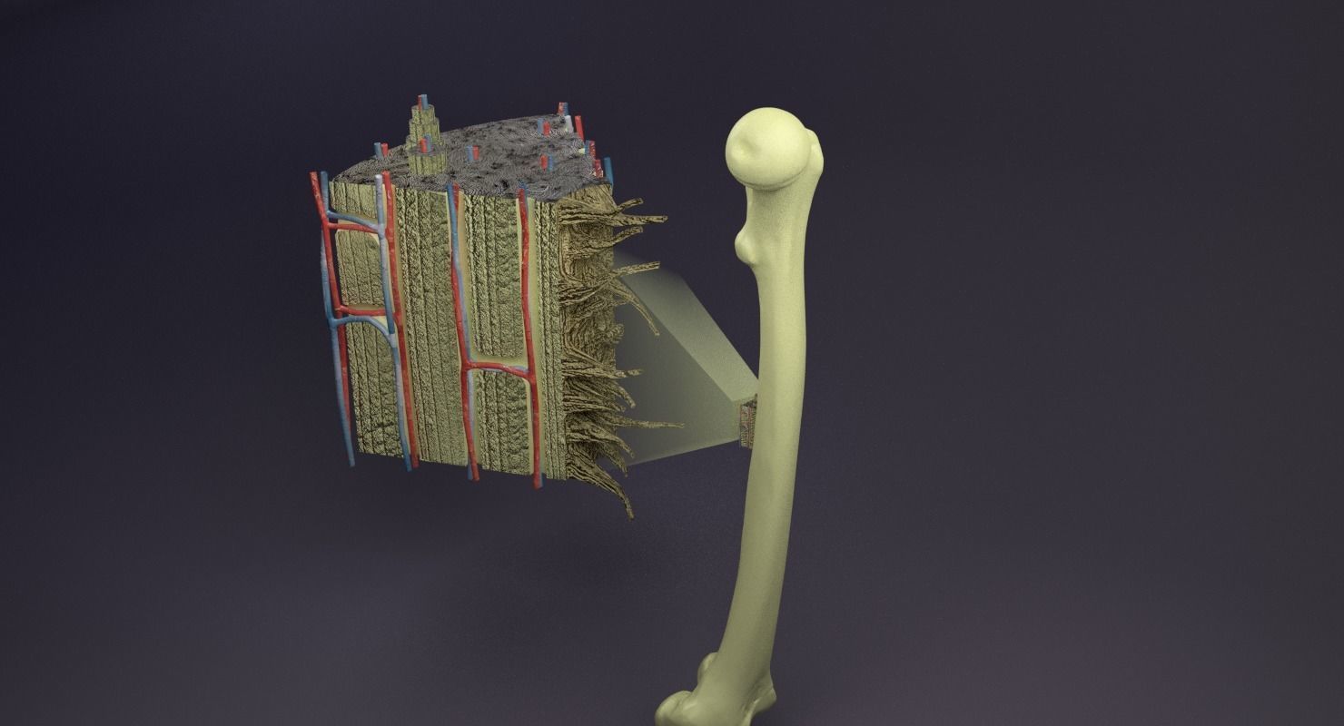 bone histology anatomy 3D model_24
