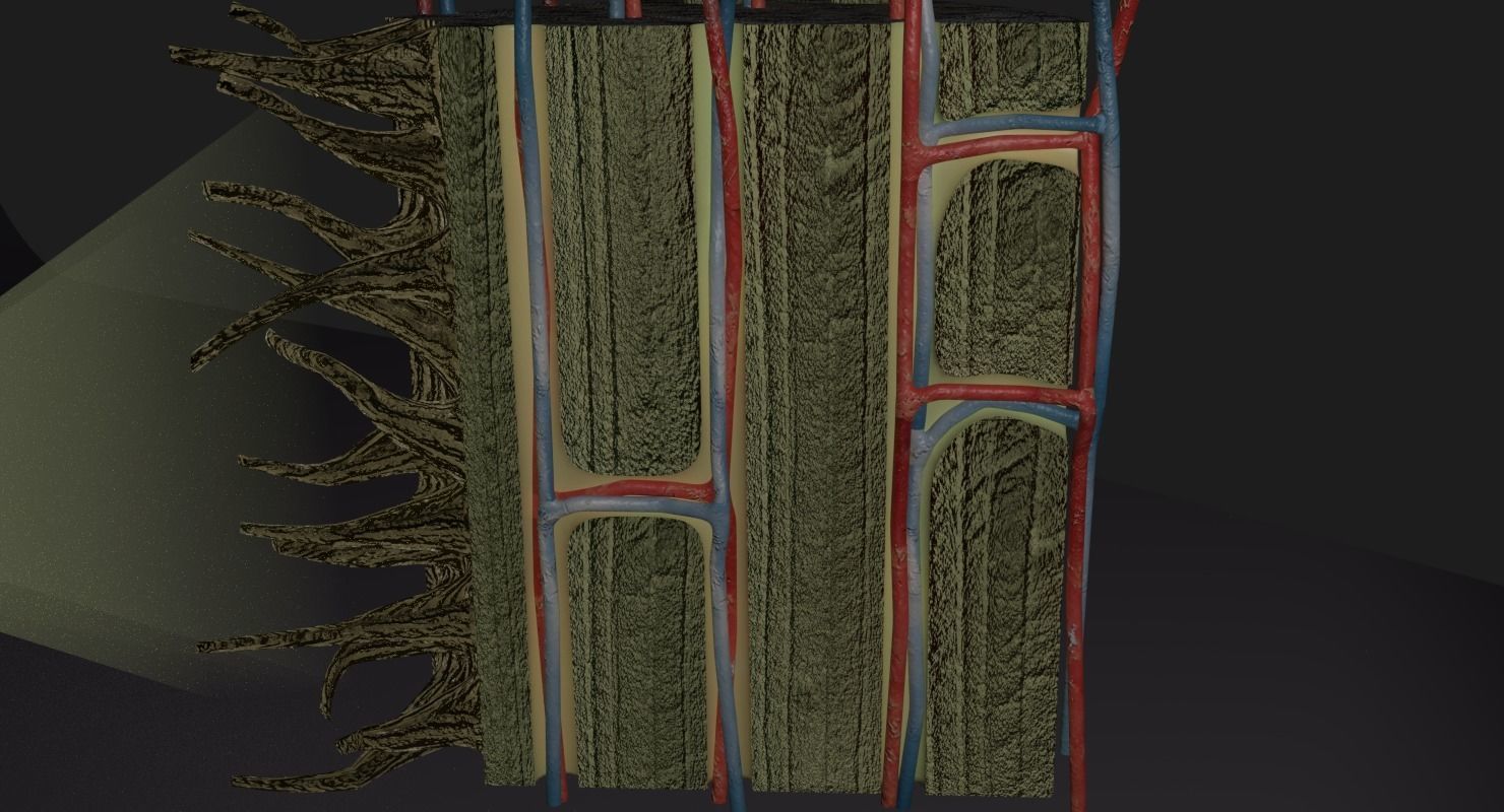 bone histology anatomy 3D model_10
