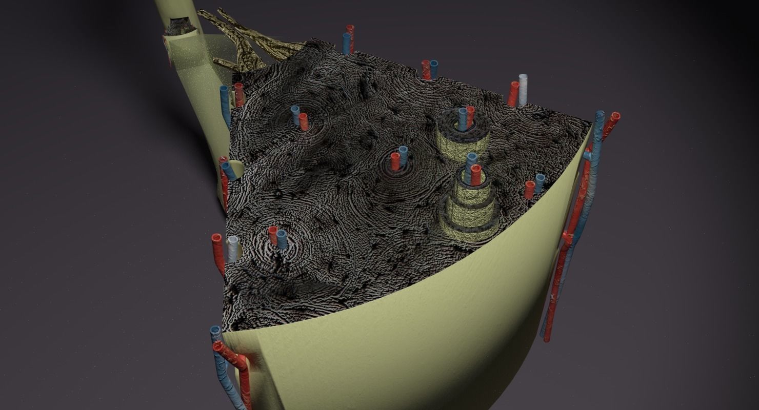 bone histology anatomy 3D model_9