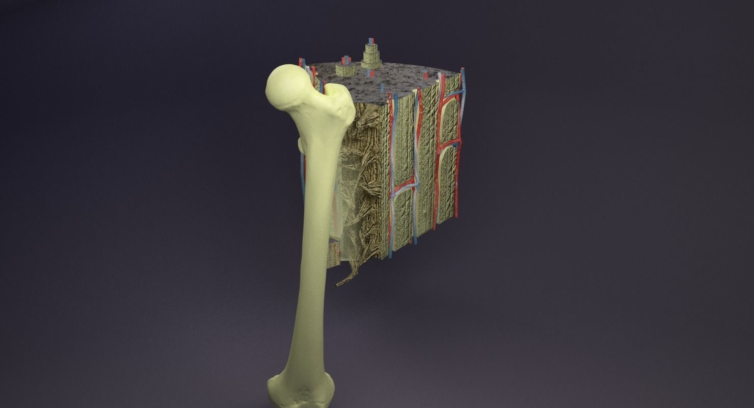 bone histology anatomy 3D model_34