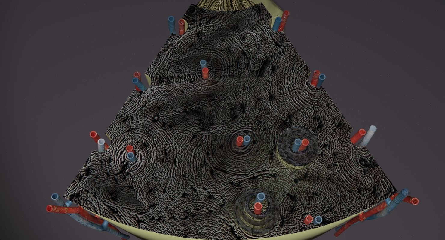 bone histology anatomy 3D model_15