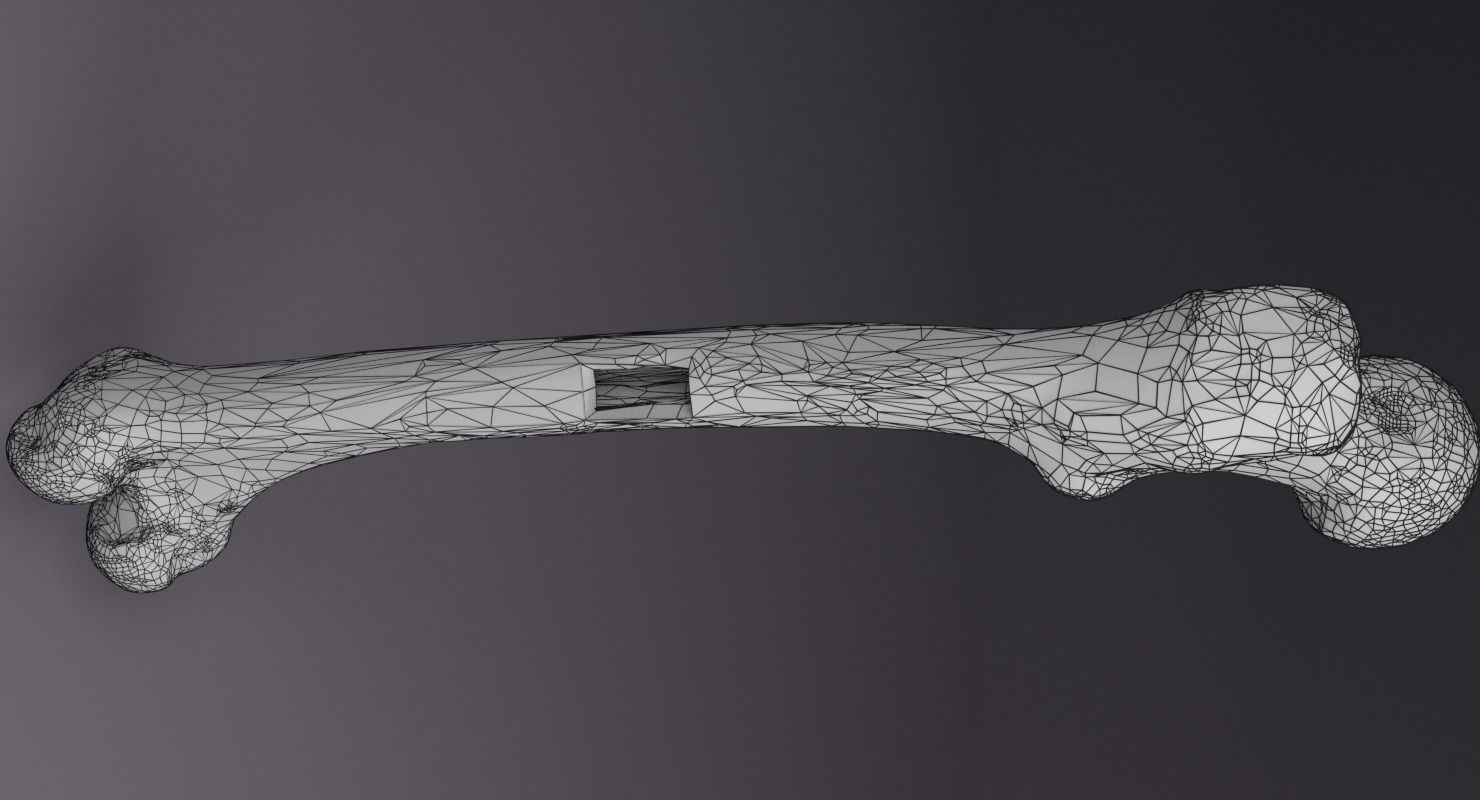 bone histology anatomy 3D model_17