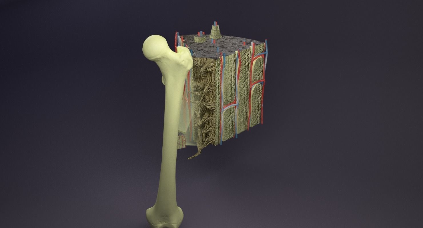 bone histology anatomy 3D model_21