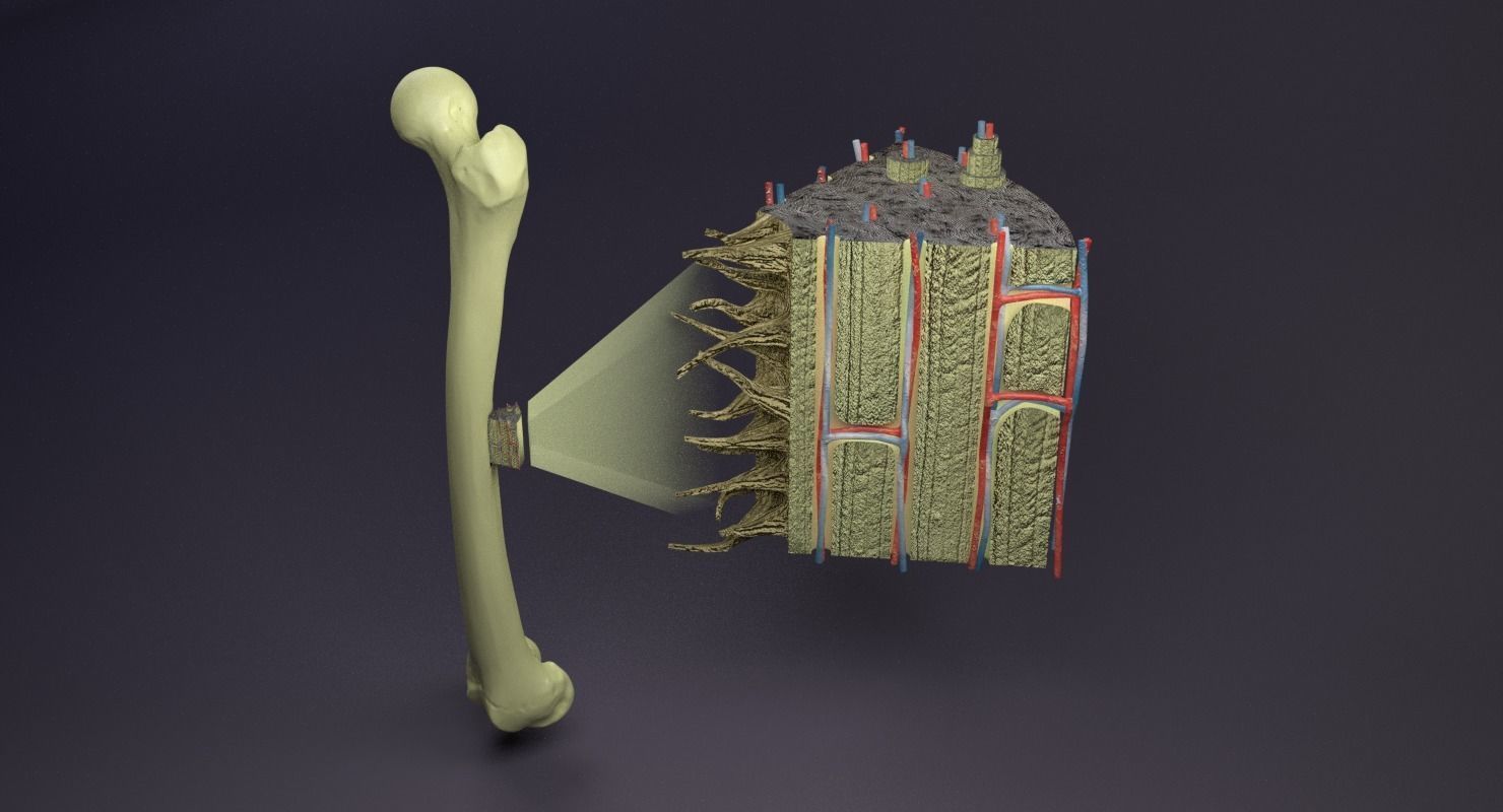 bone histology anatomy 3D model_27
