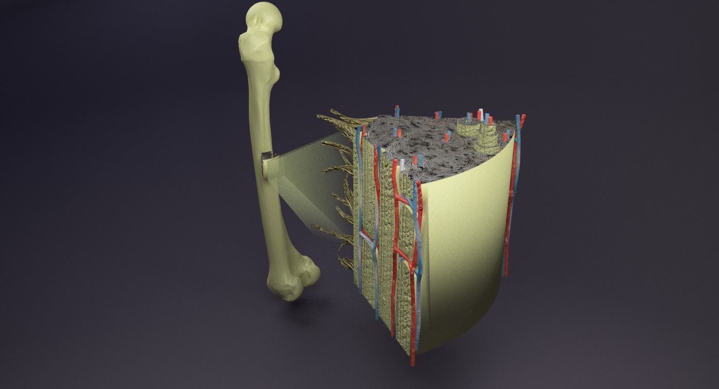 bone histology anatomy 3D model_25