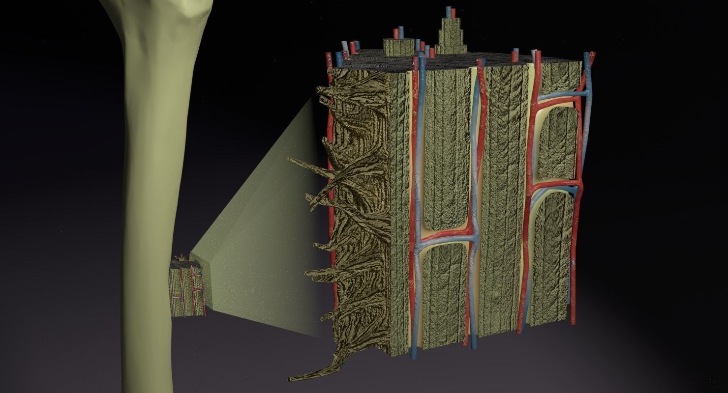 bone histology anatomy 3D model_8