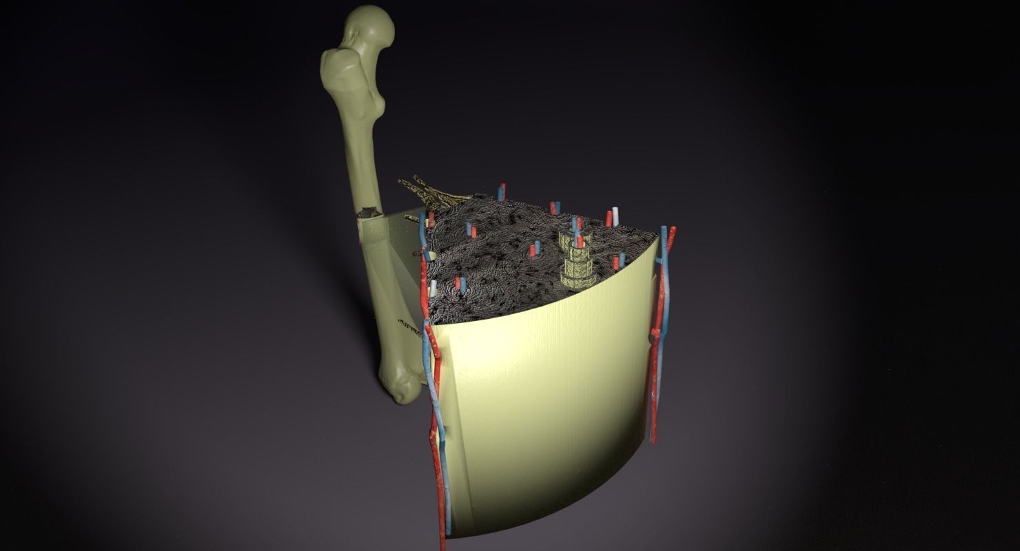 bone histology anatomy 3D model_4
