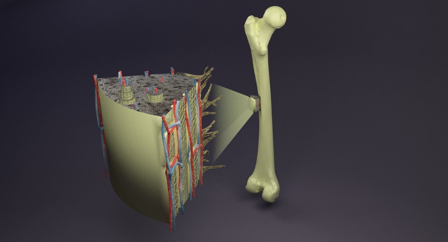 bone histology anatomy 3D model_26