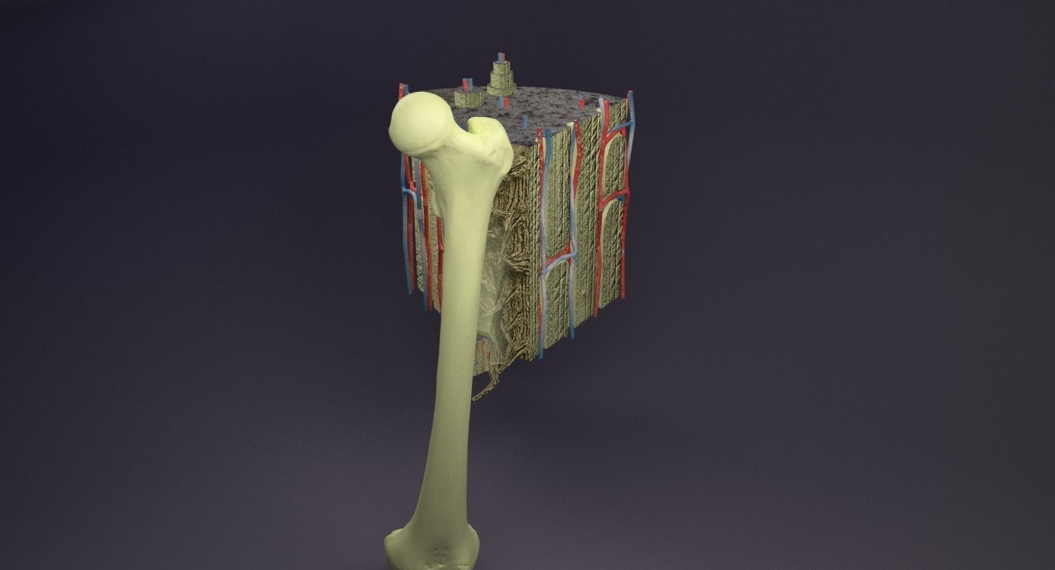 bone histology anatomy 3D model_31